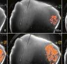 Zo ziet de dood eruit: wetenschappers 'filmen' het einde in ons lichaam
