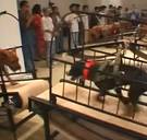 Guggenheim haalt controversiële kunstwerken met dieren weg na bedreigingen