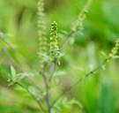 Zo vermijdt u allergieën: 