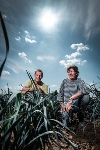 Koolgroenten lijden onder de hitte: dan maar aan de aardappelen en bieten