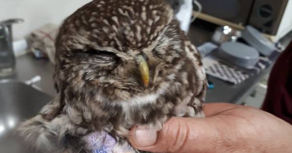 Gebroken pootje jonge steenuil gespalkt na aanrijding in Wehl - De Gelderlander