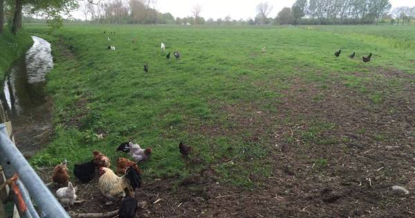 Tientallen kippen gedumpt in weiland bij Acquoy | West - De Gelderlander