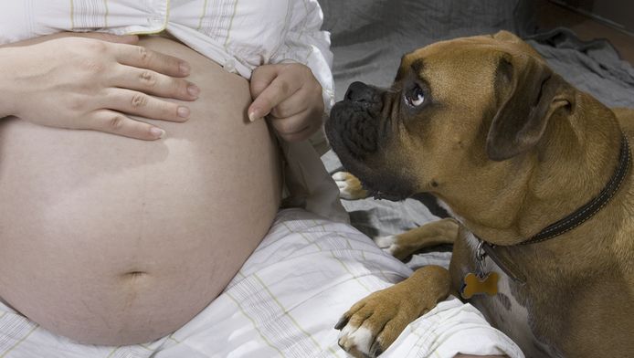 Ik Ben Zwanger Maar Het Is Mijn Hond Die Raar Doet Familie Hln Be