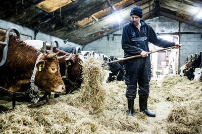 Hermien is nog suf van de verdovingen, ‘maar het komt goed met haar’