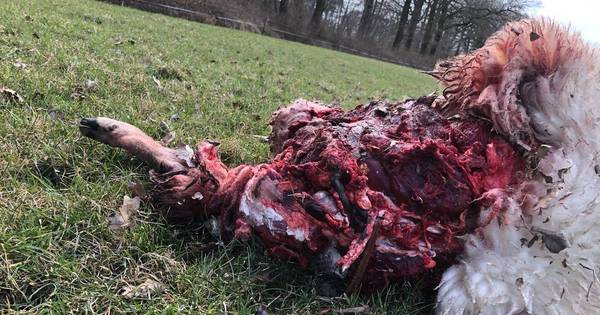 DNA bewijst: zes Twentse schapen slachtoffer van wolven