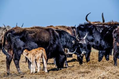 Vermagerde runderen Oostvaardersplassen krijgen extra hooi