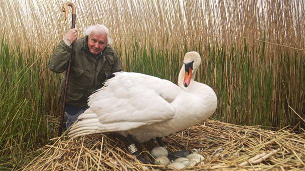 Attenborough's Wonder of Eggs