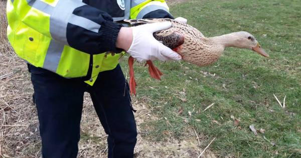 Walgelijk!Ik kan zeggen: ach,de politie doet er toch niets aan.Maar als ze er wel wat aan doen,wordt dat gefilmd en is weer te hardhandig.