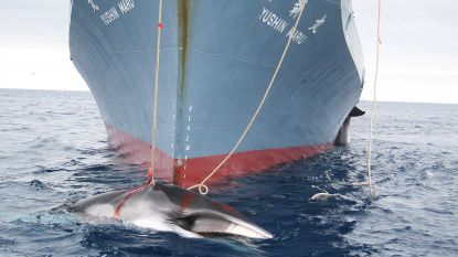 Japan blijft doorgaan met omstreden walvisvangst