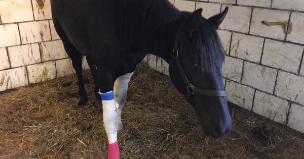 Familie bidt voor verminkt paard Femke: 'Hopelijk haalt ze het' - AD.nl