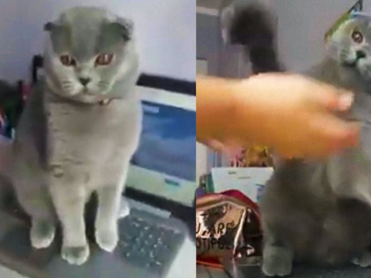 Deze kat moet niets weten van thuiswerk en blijft op laptop van baasje zitten