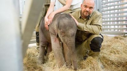 Gewicht Van Baby Q Zorgwekkend Laag Dieren Hln Be