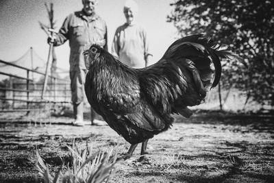 Boek over Baarschotse sierkippenfokkers ziet levenslicht