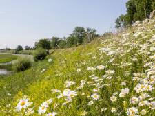 De waterschapsbelasting in deze regio gaat omhoog: ‘Dit is nodig voor veilige dijken’