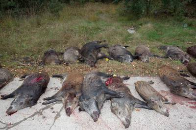 Vlaamse jagers richten 'nooit eerder gezien everzwijnenbloedbad' aan