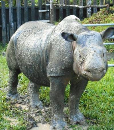 Sumatraanse neushoorn uitgestorven in Maleisië: Iman (25) geveld door kanker