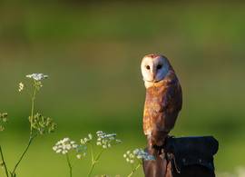 Meeleven met fladderende soaps: de webcams bij de vogelnesten gaan weer aan!
