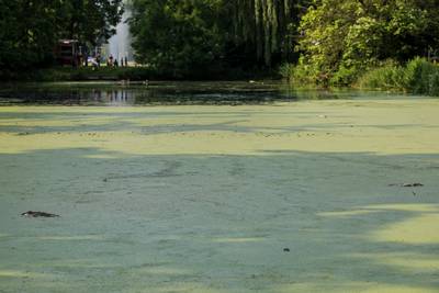 Dode vissen in vijver Velp, brandweer voegt vers water toe