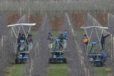 Aantal Polen in Neder-Betuwe neemt niet langer toe