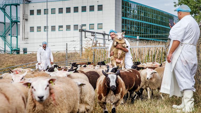 Topdrukte Door Offerfeest Zes Slagers Voor 1000 Schapen Het Parool