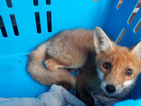 Omzettingsvergunning eindhoven