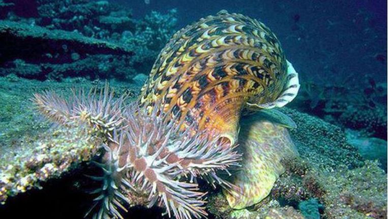 De slak, die tot anderhalve meter groot kan worden, eet de zeesterren in het koraal op.