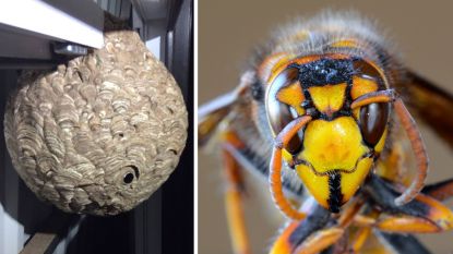 Aziatische hoornaar vestigt zich definitief in Vlaanderen: 