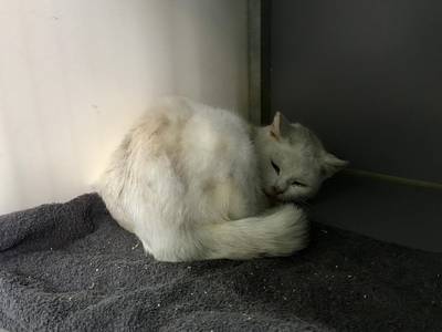 Poes reist twee uur mee onder motorkap: 'wonder dat ze nog leeft'