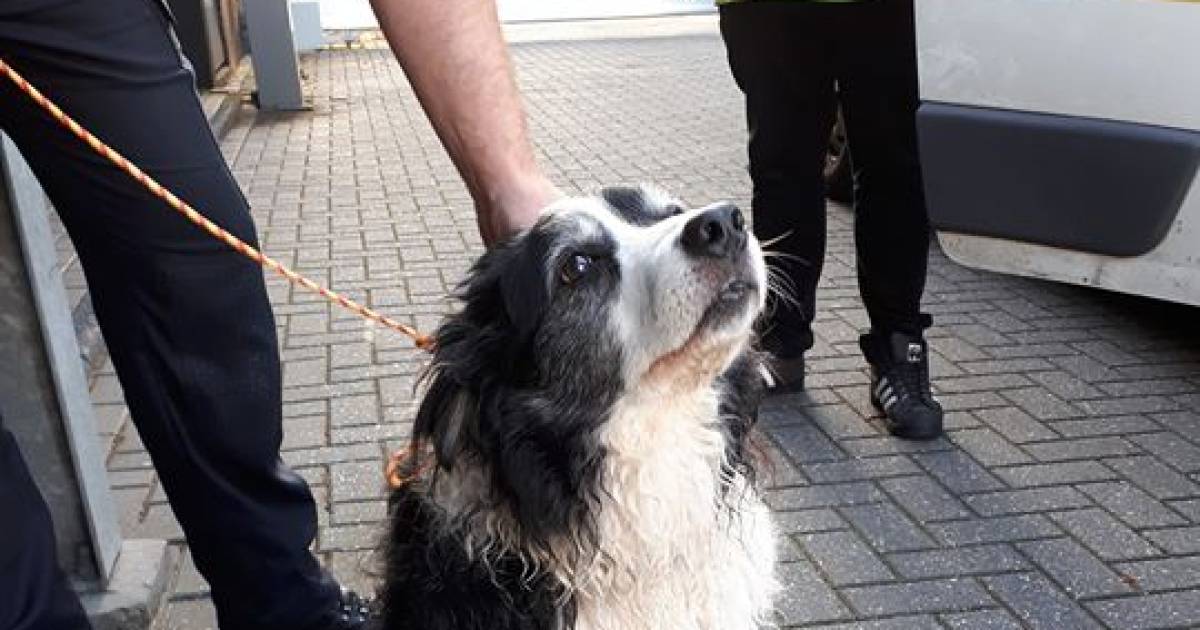 Hond Ontsnapt Uit Tuin De Wijk En Verdwaalt Op A28 Kop Van Overijssel Destentor Nl