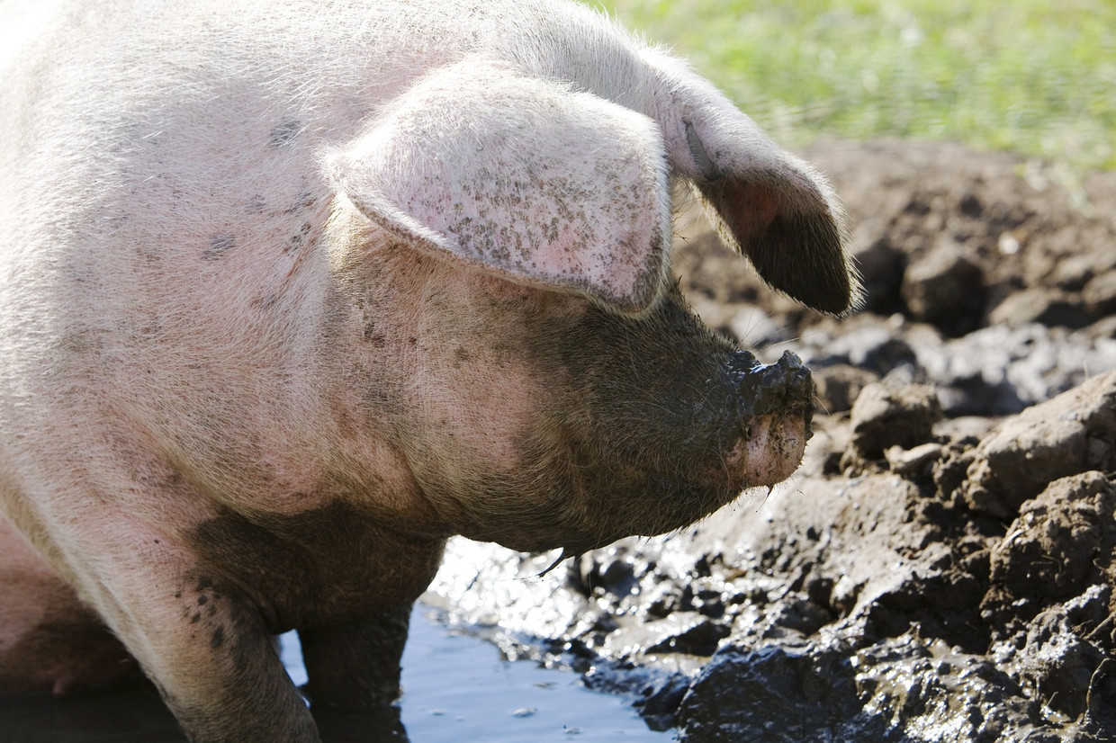 свинья валяется в грязи. Muddy pig. Muddy pig. Muddy pig. Muddy pig.