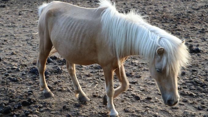 2.400 euro boete voor houden van te magere pony's