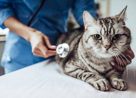 Waarom dierenartsen steeds duurder worden