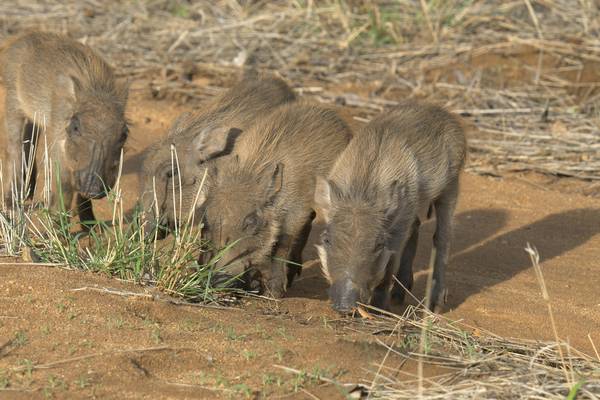 Three little warthogs