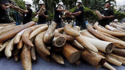 Handel in ivoor volledig verboden in China