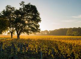Híer wordt het dit weekend zacht herfstweer met zon