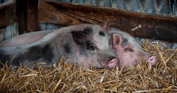 Eind goed al goed voor Babe en Kwispel