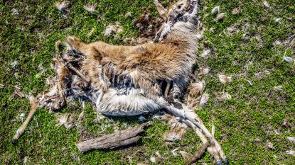 Bijvoederen of niet? Officiële foto's tonen kadavers verhongerde dieren in Nederlands natuurreservaat