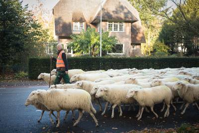 Schaapskudde door de Wageningse straten