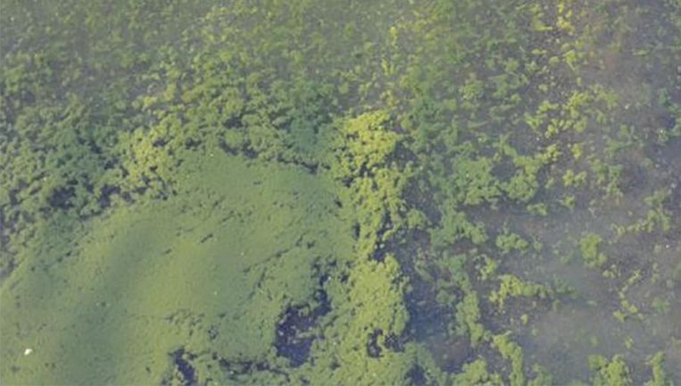Blauwalgen Aangetroffen Op Vijver In Diksmuide Binnenland