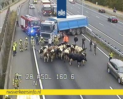 Kudde koeien op A50 na brand in vrachtwagen: snelweg dicht