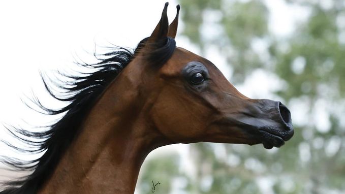 Disney genoeg voor u? Experts trekken aan alarmbel rond "afschuwelijke" fokpraktijken bij paarden