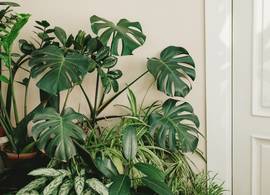 Deze 5 kamerplanten zijn makkelijk in onderhoud én fleuren je interieur op