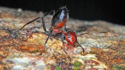 Zeldzame kamikazemier ontdekt op Borneo