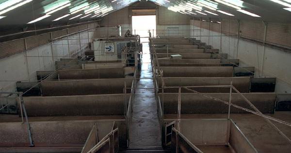 Is de varkensboer een buitenaards wezen? | Opinie - BD.nl