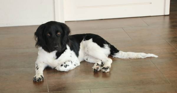 Nog geen spoor van hond Buddy in en rond Den Ham - Tubantia