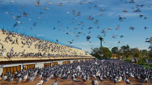 Million Dollar Pigeons