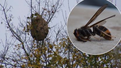 Opnieuw nest Aziatische hoornaars ontdekt in buurt van Poperinge