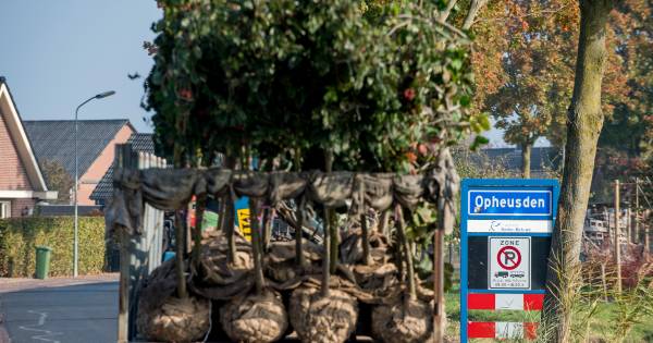 Brexit schudt ook aan laanbomen in Neder-Betuwe