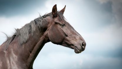 Verwaarloosd paard vervolgt ex-baasje: advocaat eist 100.000 dollar in rechtszaak
