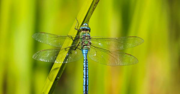 Waterschap scherp op leven in droge beken, reddingsactie libelle bij Bakel - Eindhovens Dagblad